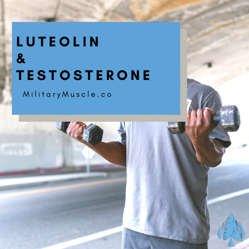 What does Luteolin do for the Body? Military Muscle Tactical Nutrition