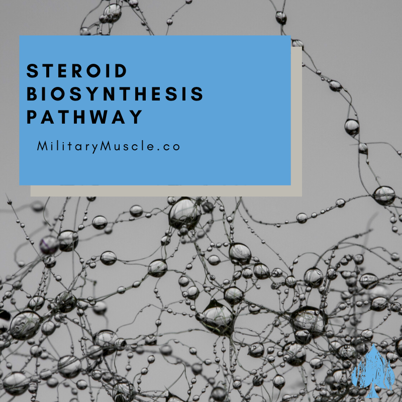 Steroid Biosynthesis Pathway