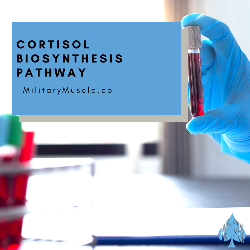 Cortisol Biosynthesis Pathway