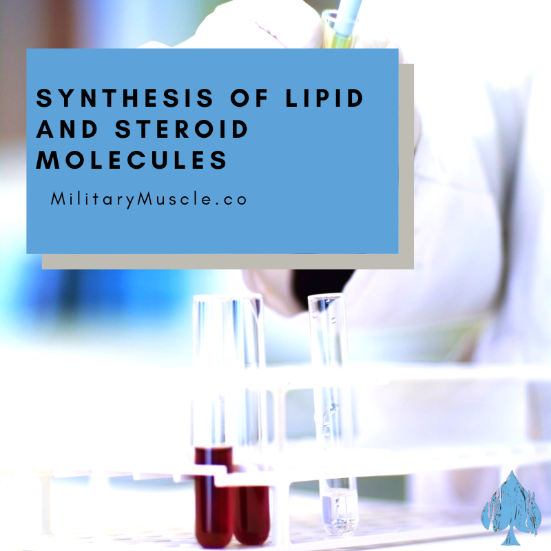 Site of Synthesis of Lipid and Steroid Molecules