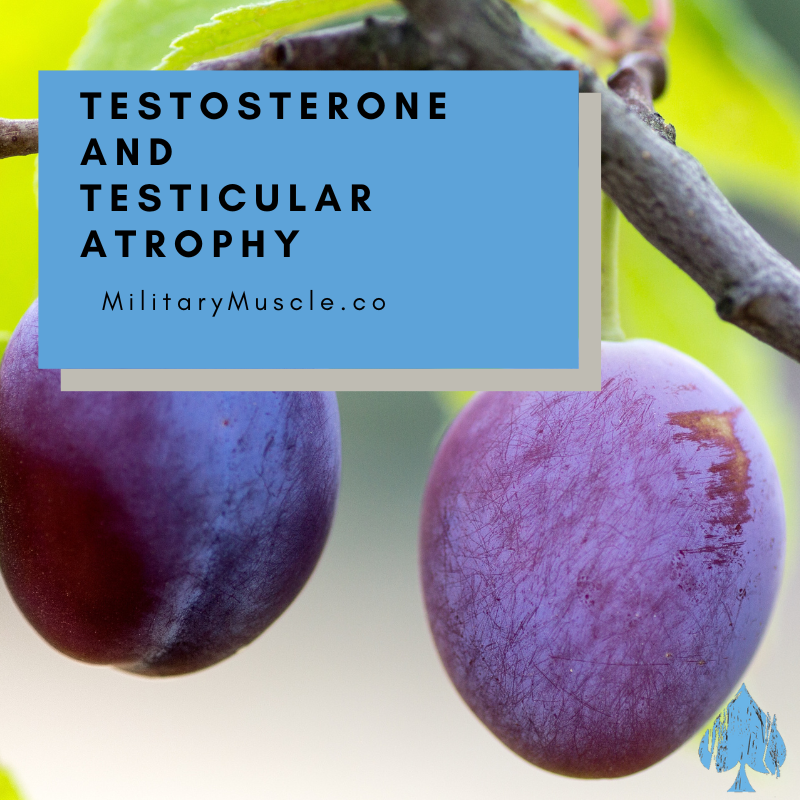 Testosterone and Testicular Atrophy