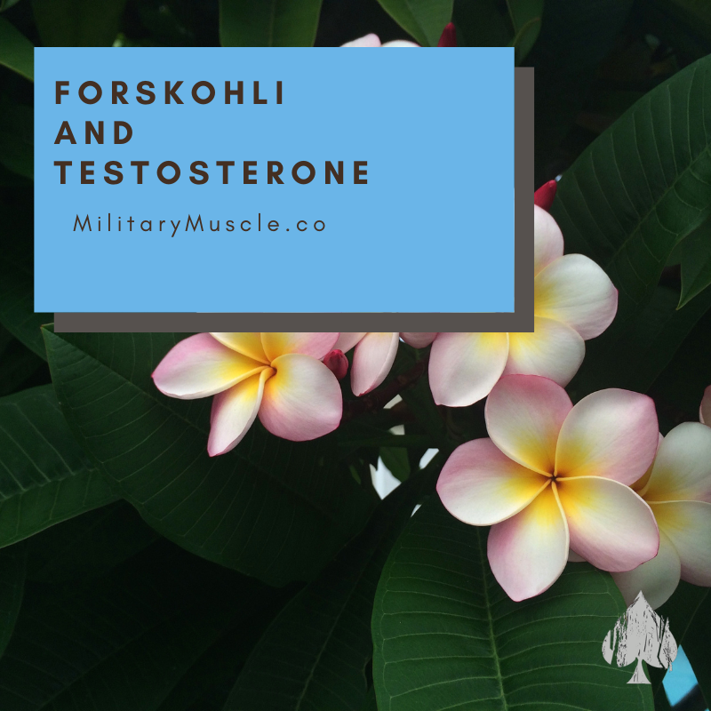Can Forskolin Boost Testosterone?