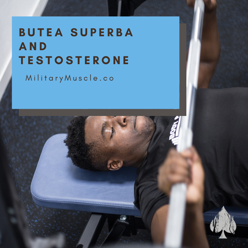 Does Butea Superba Increase Testosterone?