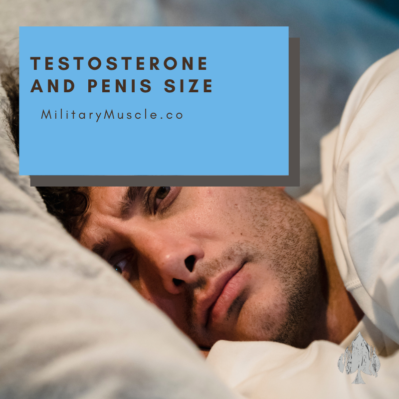 Does Testosterone Increase Penis Size Military Muscle Tactical