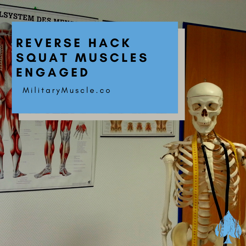 Reverse Hack Squat Muscles Worked