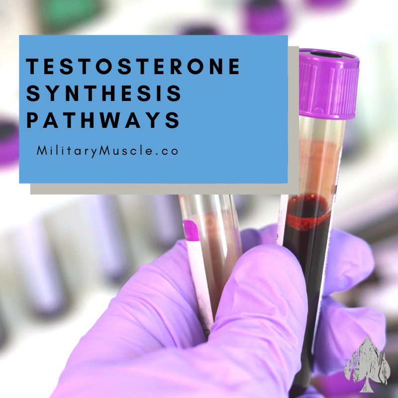 Testosterone Synthesis Pathways