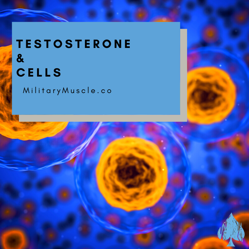 Why Does Testosterone Not Affect All Cells in the Body?