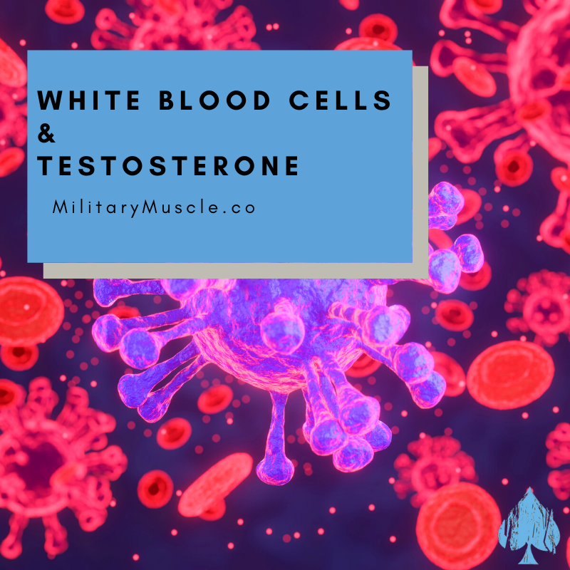 Does Testosterone Affect White Blood Cell Count?