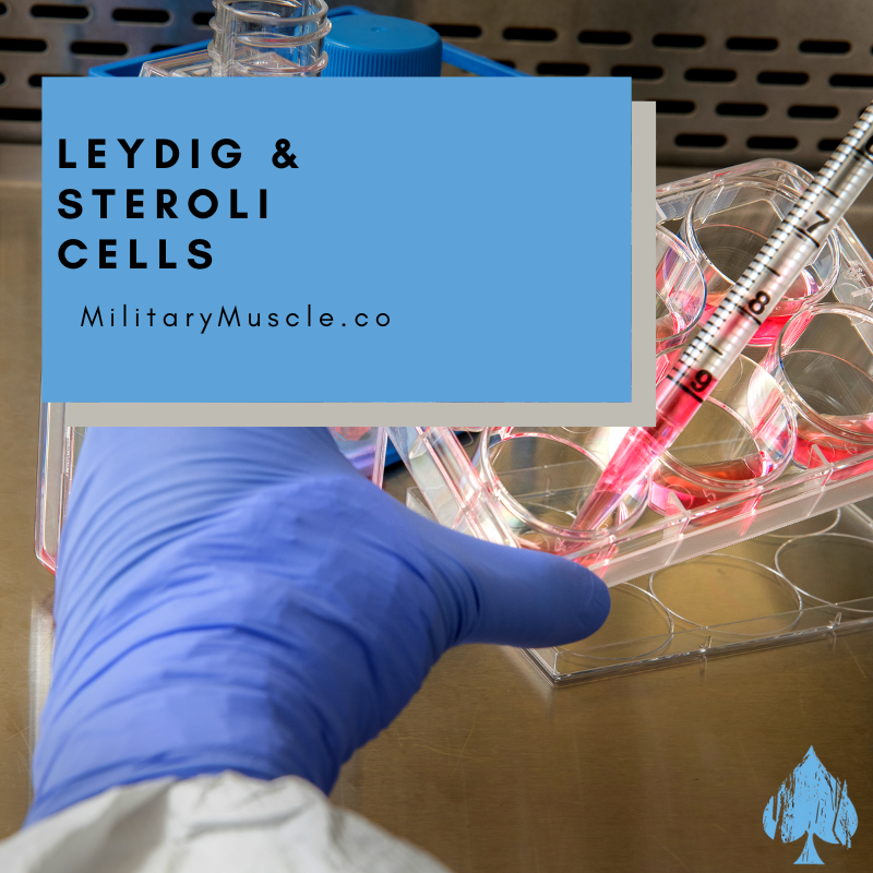 What Are Leydig Cells?