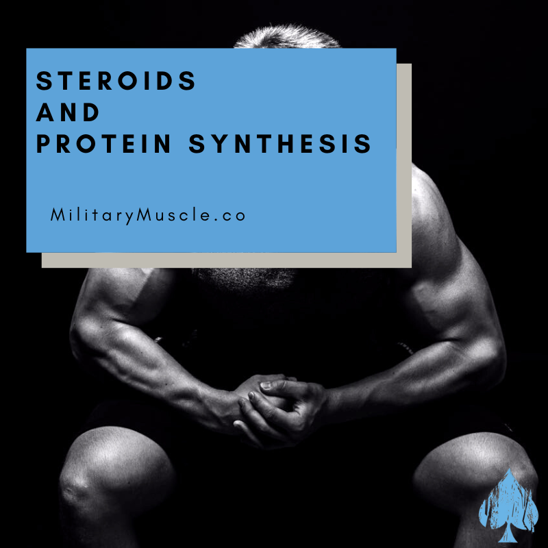 The Relationship Between Steroids and Protein Synthesis