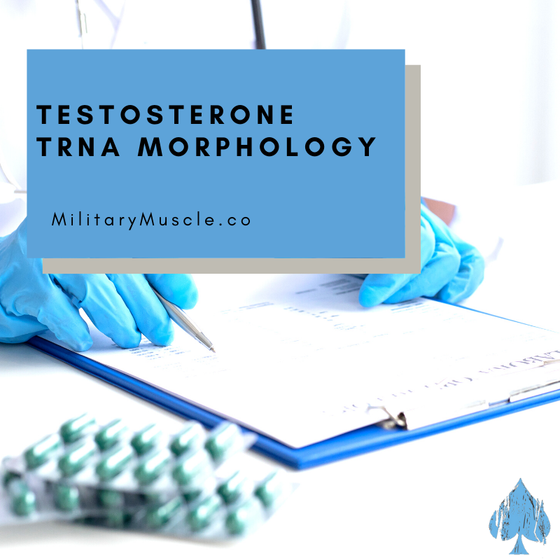 Testosterone and Its Dimers Alter tRNA Morphology