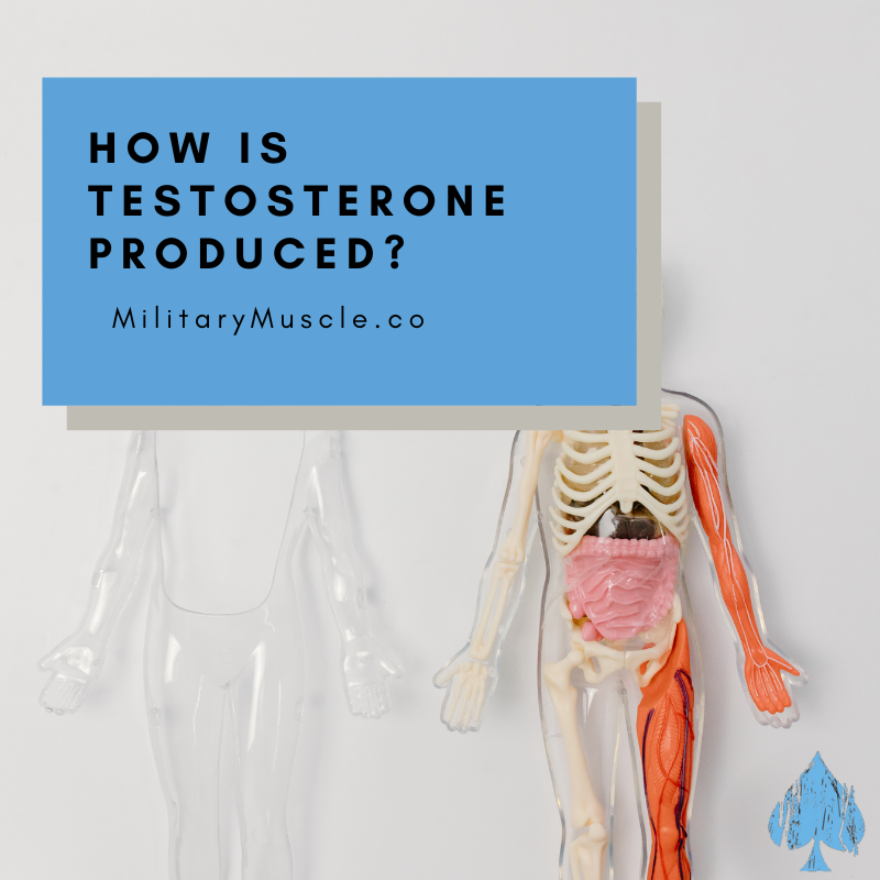 How does a Man get Testosterone?