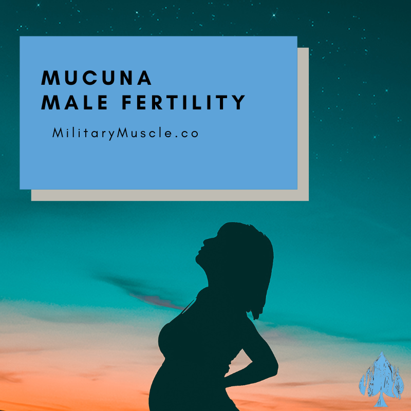 Mucuna Pruriens Male Fertility