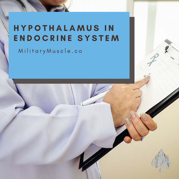 Hypothalamus in Endocrine System