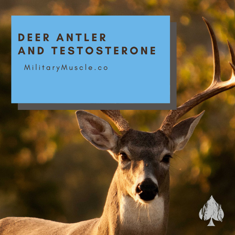 Does Deer Antler Velvet Boost Testosterone?