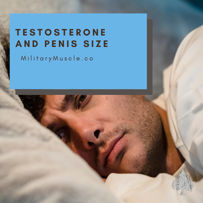 Does Testosterone Increase Penis Size? – Military Muscle Tactical Nutrition