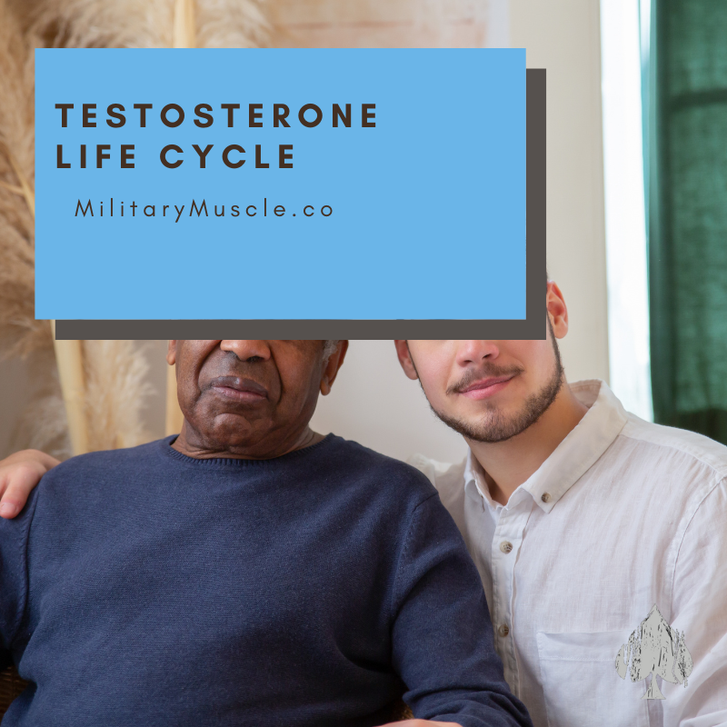 Testosterone Life Cycle