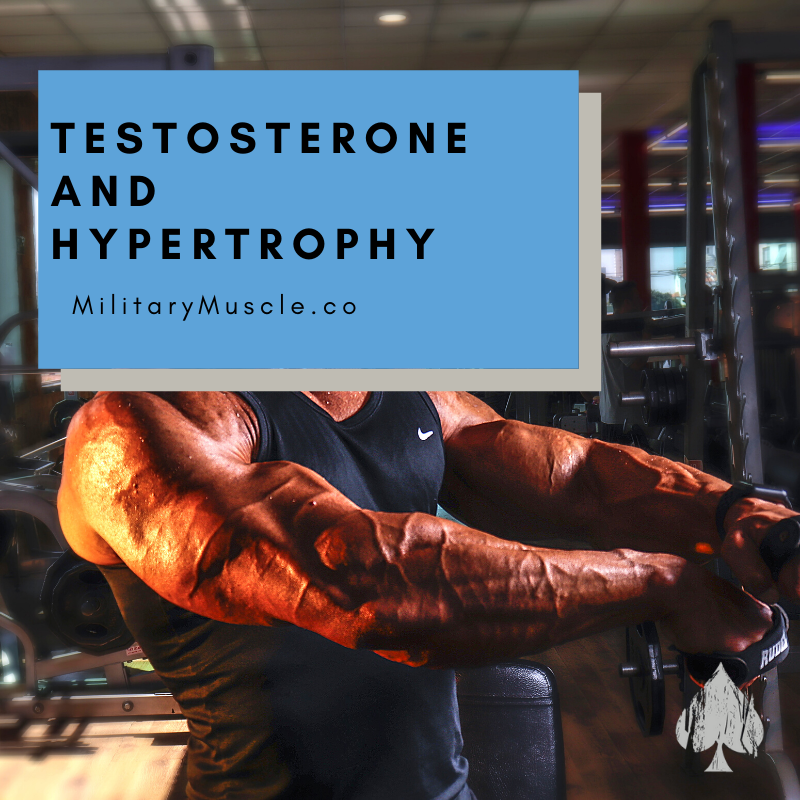 does testosterone promote muscle growth?
