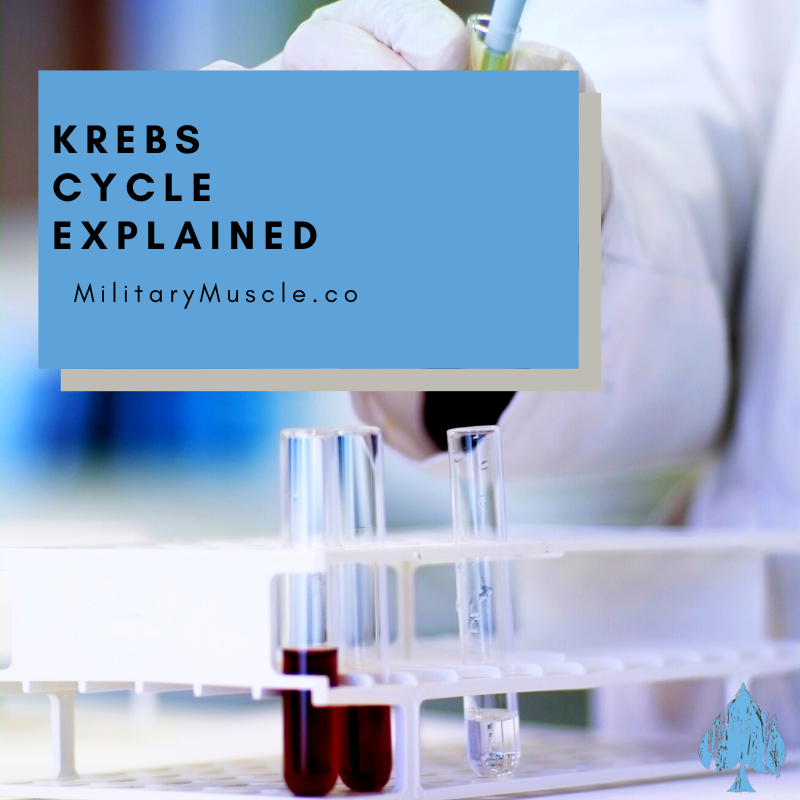 Krebs Cycle Explained