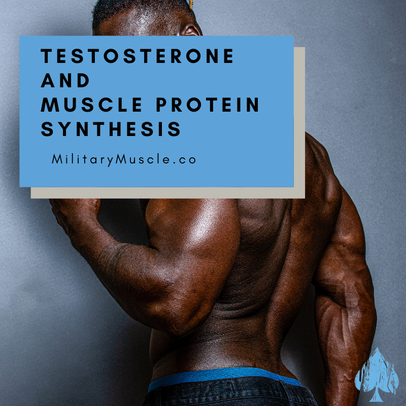 How Does Testosterone Increase Protein Synthesis