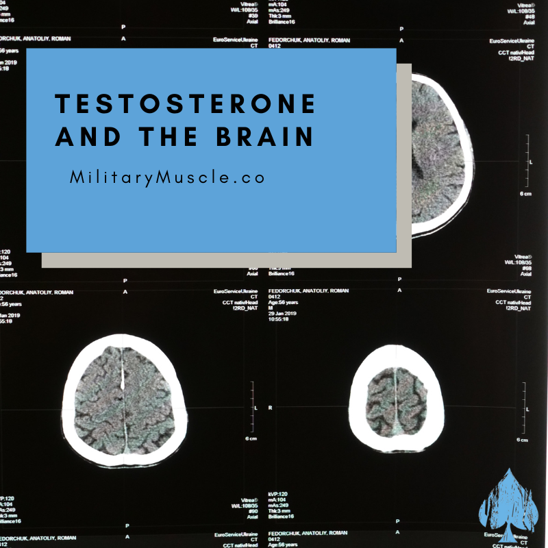 How Testosterone Affects the Brain