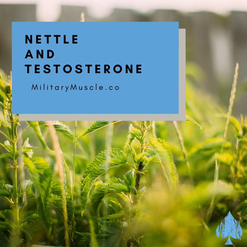 Stinging Nettle and Testosterone