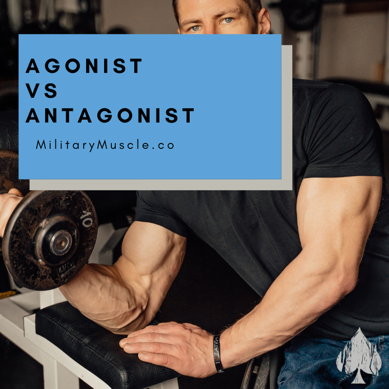 The Difference between Agonist and Antagonist Muscles