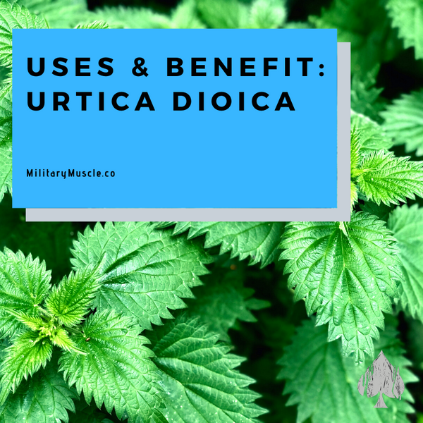 3 Important Things to Know About Urtica Dioica and Its Use
